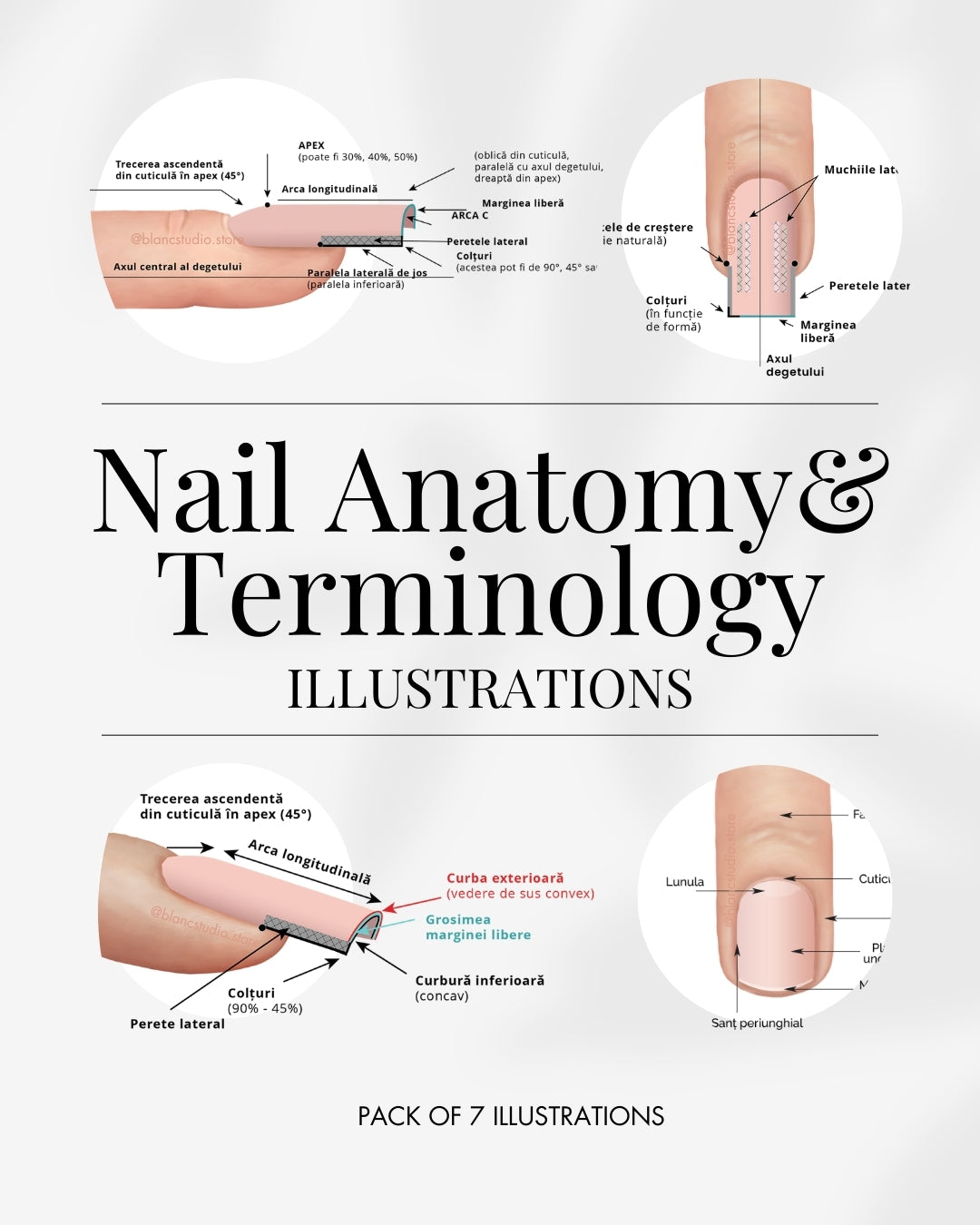 Nail Anatomy & Terminology - 7 Advanced Illustrations