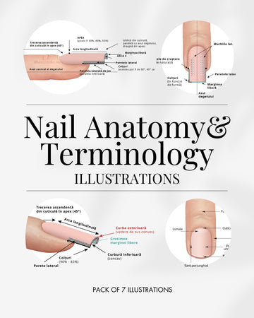 Nail Anatomy & Terminology - 7 Advanced Illustrations