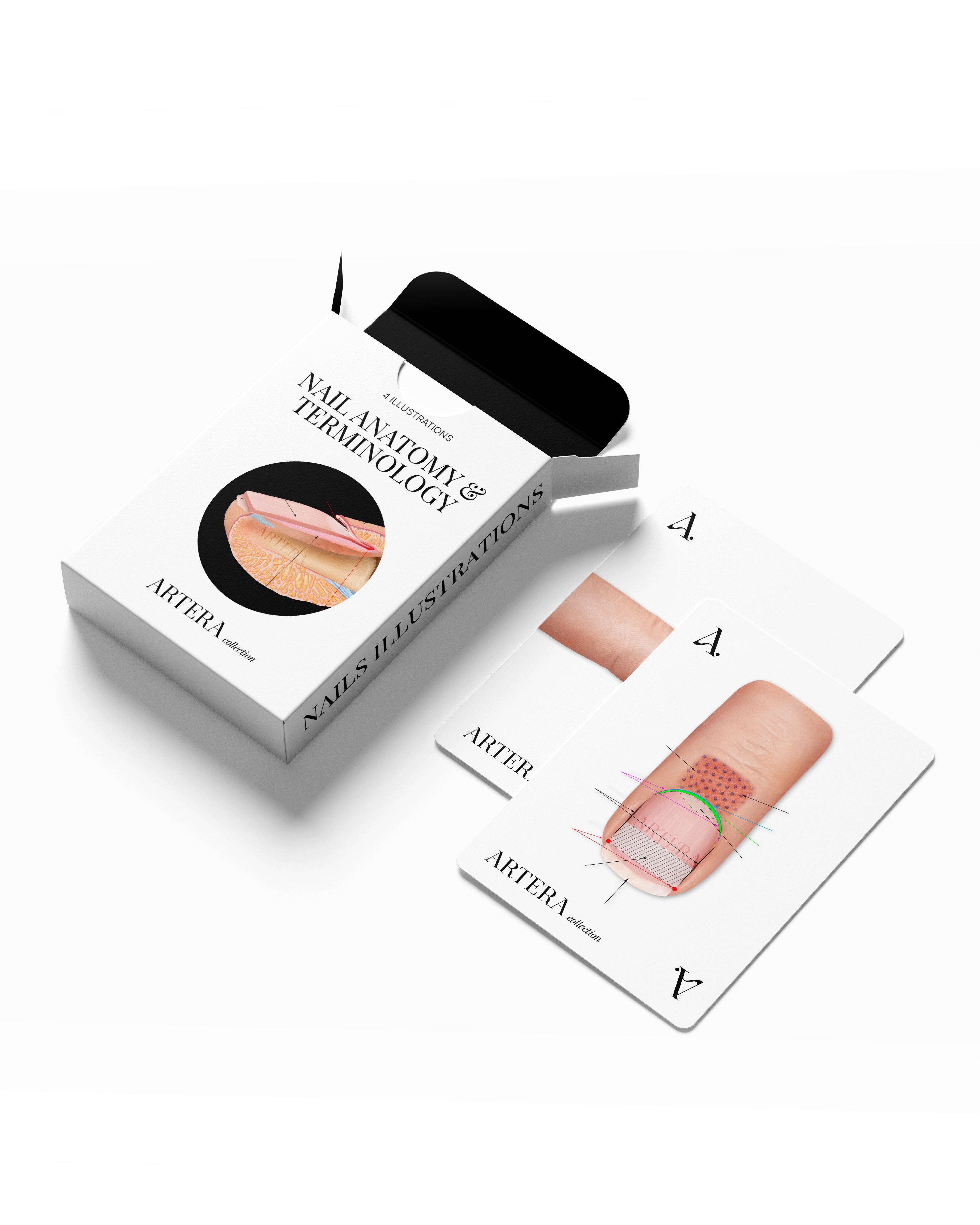 Anatomia și Terminologia Unghiei - Set 4 ilustrații