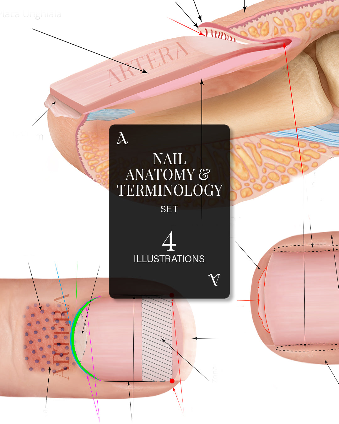 Nail Anatomy - Set of 3 illustrations
